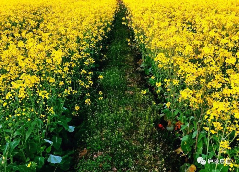 江西婺源油菜花海享誉世界.踏春趁早,又何必舍近求远?