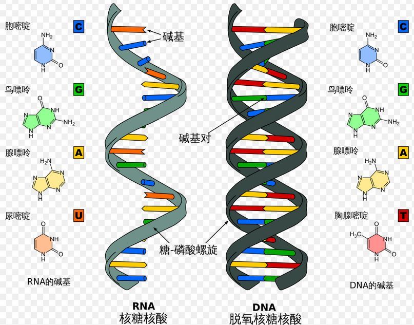 与病毒的亿年羁绊:病毒把祖传基因写入我们体内,却让我们更好地活着