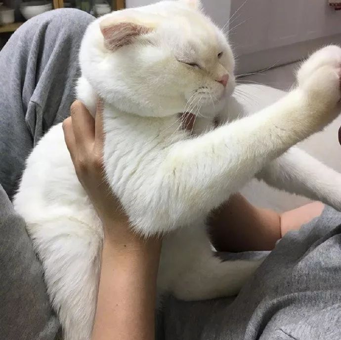 猫咪为啥不喜欢被主人"亲吻"?别多想,猫咪并不是"嫌你