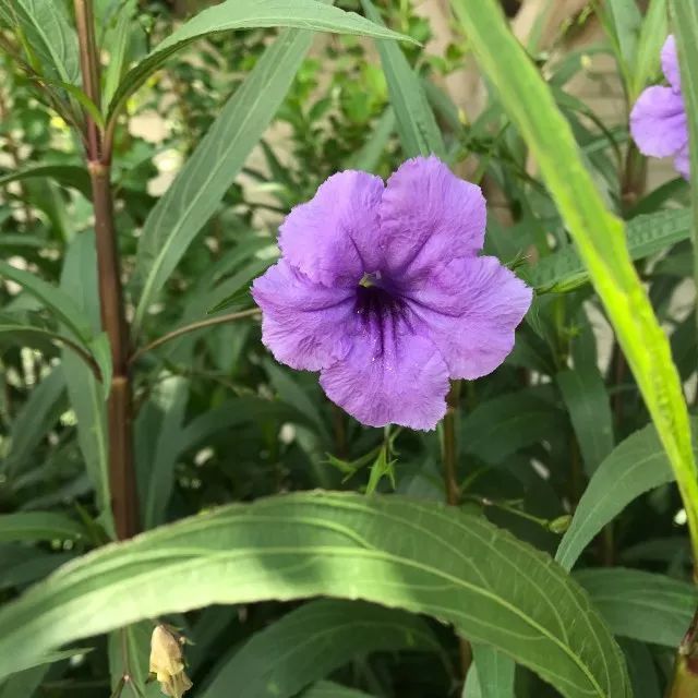 这种名叫兰花草的植物,是不是你要找的观花植物呢?