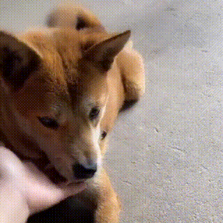 壁纸 动物 狗 狗狗 320_320 gif 动态图 动图