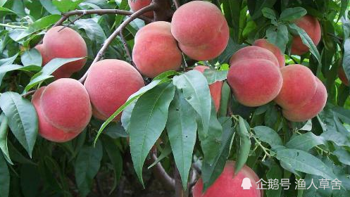 桃子个头小味道酸怎么办,桃子树如何管理才能个头大味道甜