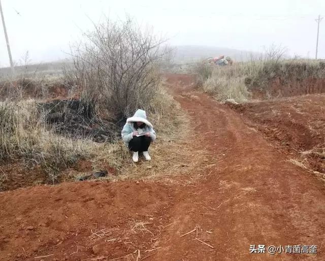 会泽冰花女孩山上听网课