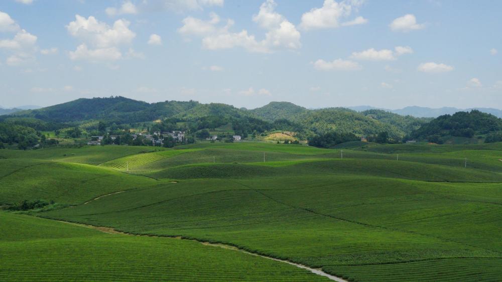 湄潭,贵州,贵州旅行,贵州景点,茶海