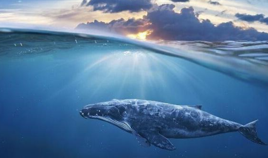 鲸鱼血肉之躯能潜入数千米海底,为杀潜艇却会被压扁?答案其实很简单