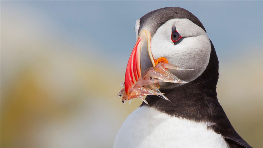 北极发现嘴巴会变色的鸟,可潜水60米深,下海一次能抓回62条鱼