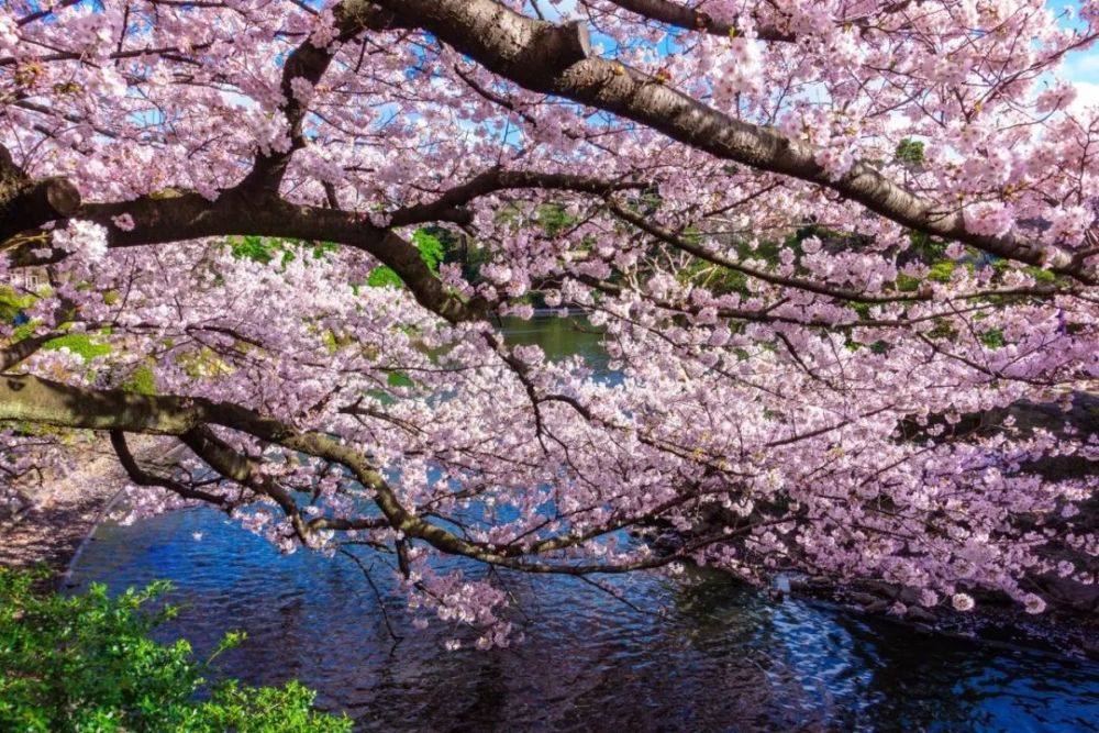 樱花,奈良公园,大阪城公园,日本_旅游