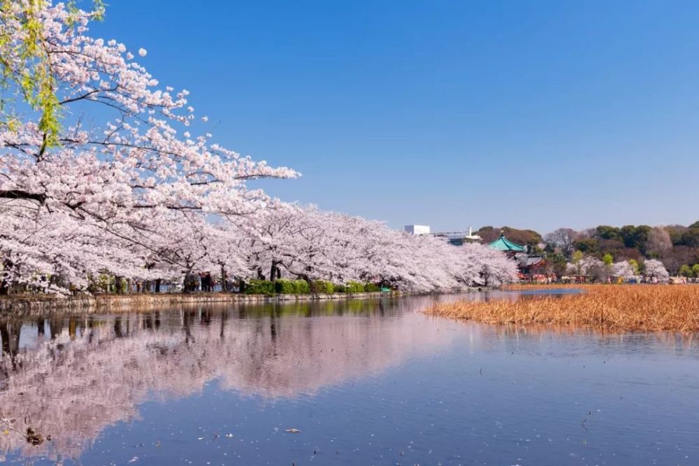 樱花,奈良公园,大阪城公园,日本_旅游