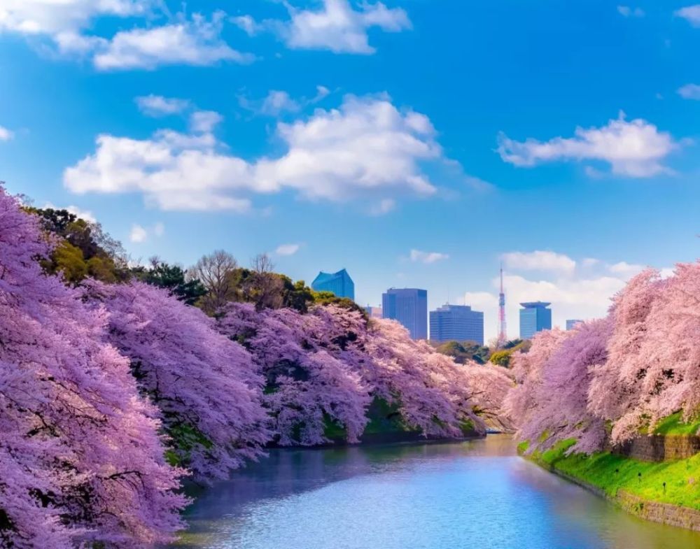 樱花,奈良公园,大阪城公园,日本_旅游