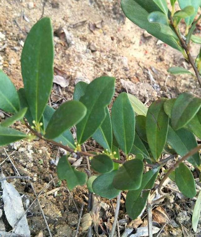 一种野生植物名叫"入地龙",果子酸酸甜甜,曾是小时候的零食