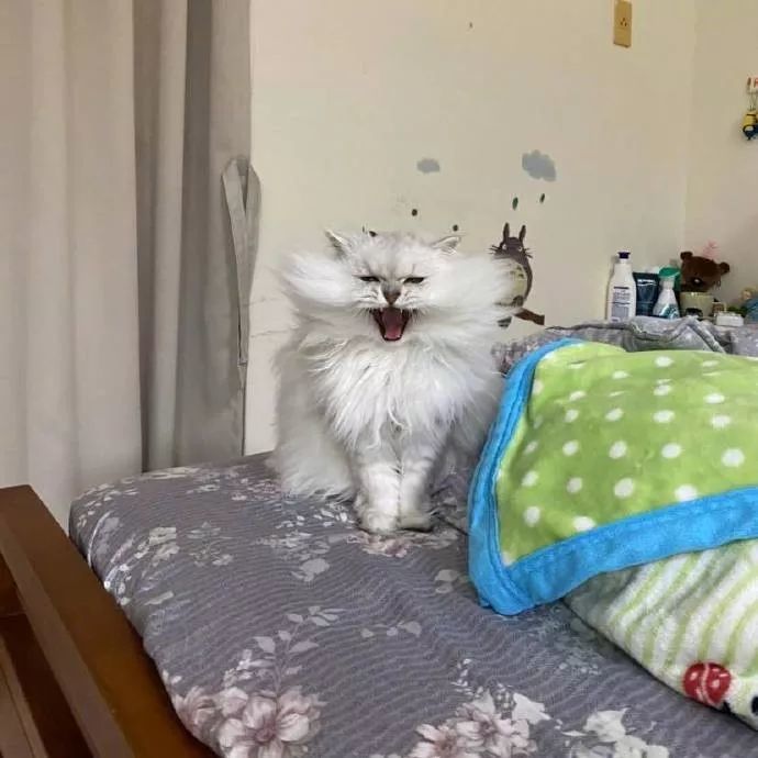 这只鳌拜猫表情看起来有点凶,但其实它很胆小的!