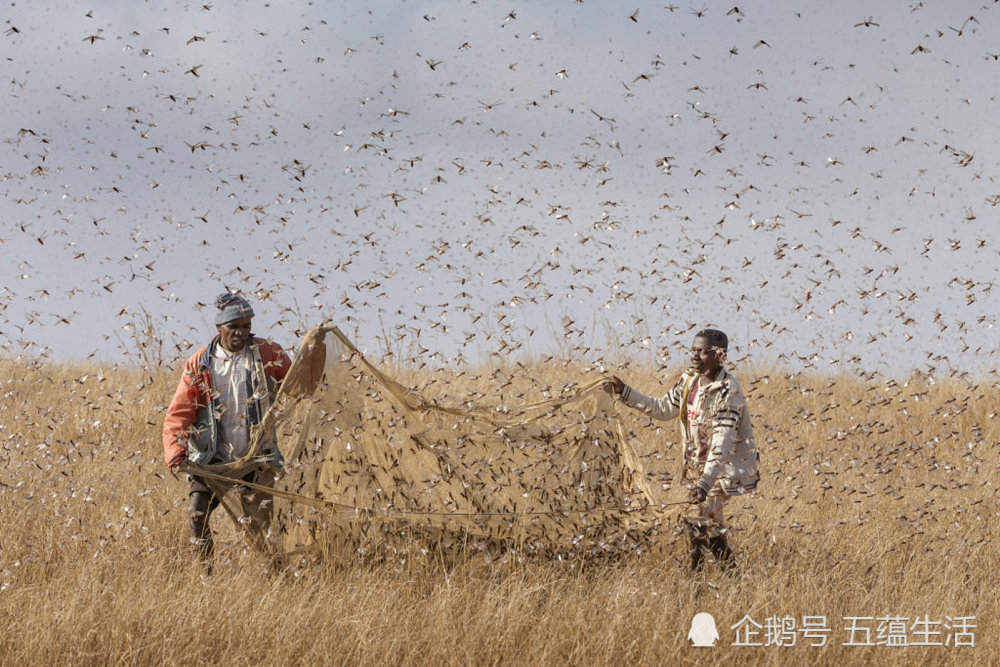 虽然中国与蝗灾抗争了数千年,对治蝗灾早已轻车熟路,因蝗灾导致人民