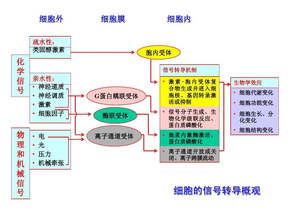 细胞信号转导和现今主要研究内容