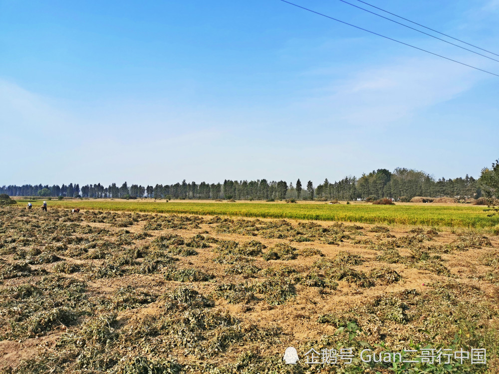 信阳农村田园景色,柏油路变成沥青路,田野依旧散发出泥土的芬芳