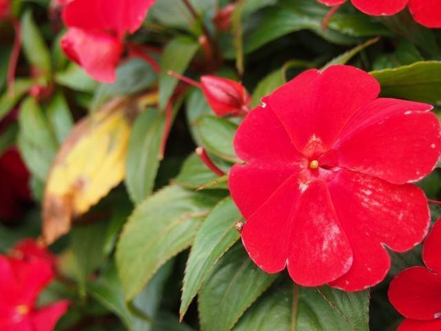 非洲凤仙花,植株,花卉