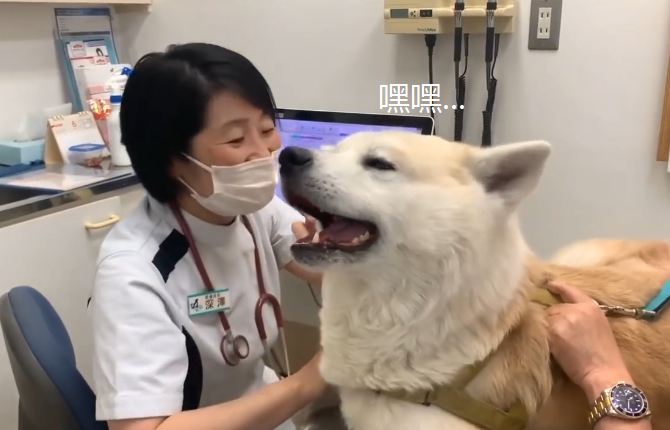 秋田犬去医院打针,因换成了"男医生",结果狗子还翻脸了