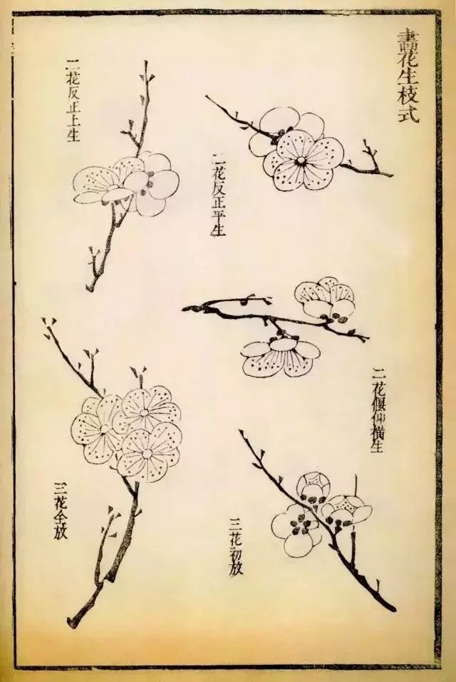 画梅干货:画梅花生枝各式