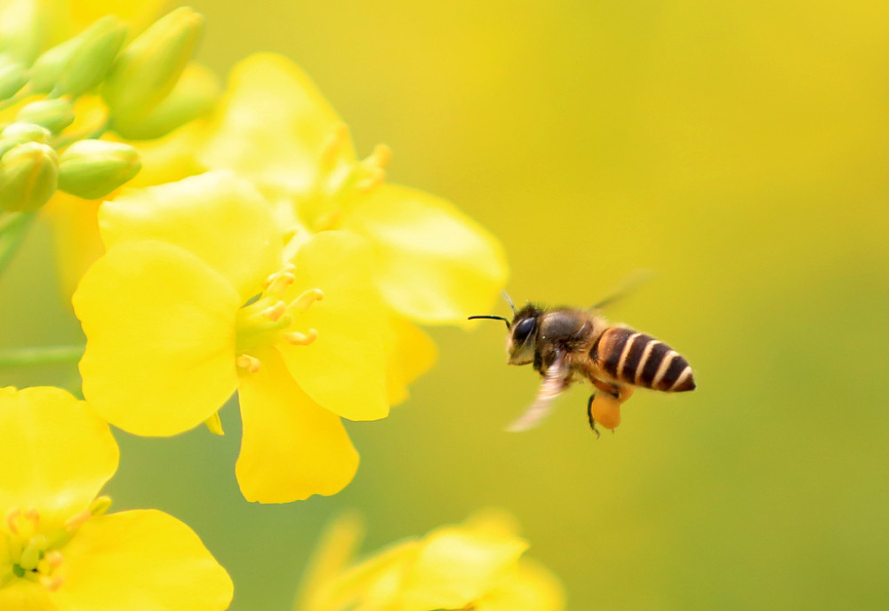 春天因鲜花而美丽,蜜蜂则为这份美丽平添了几分生气.