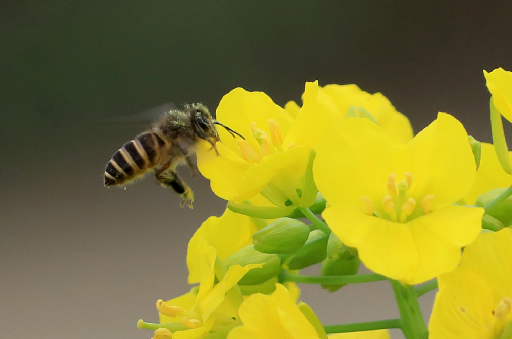 广西柳州:一只小蜜蜂,飞入花丛中