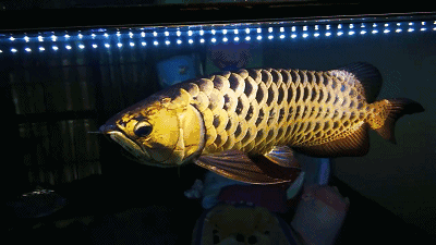 壁纸 动物 鱼 鱼类 400_225 gif 动态图 动图