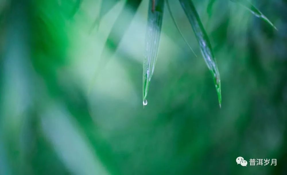 雨水,随风潜入夜,润物细无声