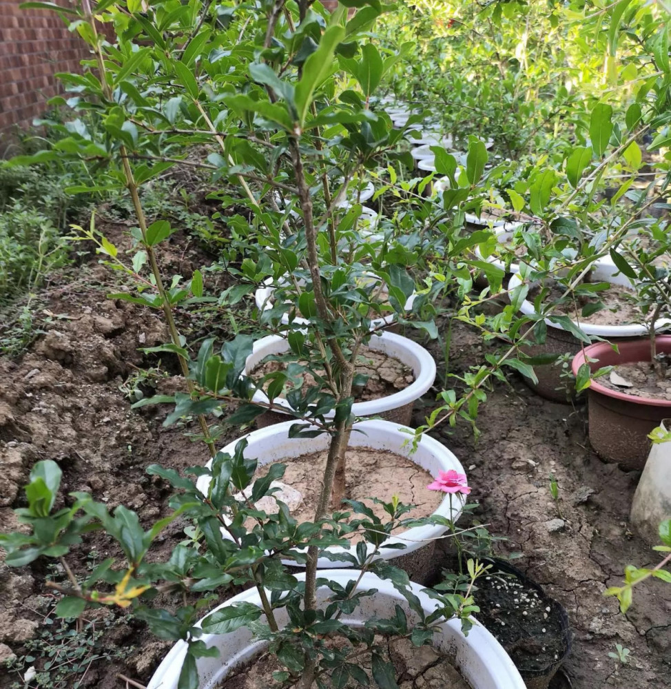 春天2样水果种阳台,美观又好养,长势快结果多,家里不缺水果吃
