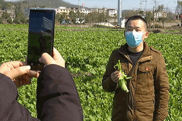 壁纸 成片种植 风景 植物 种植基地 桌面 639_426 gif 动态图 动图