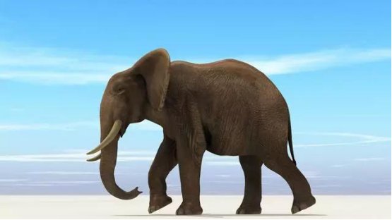 大象最怕什么动物?看完长见识了