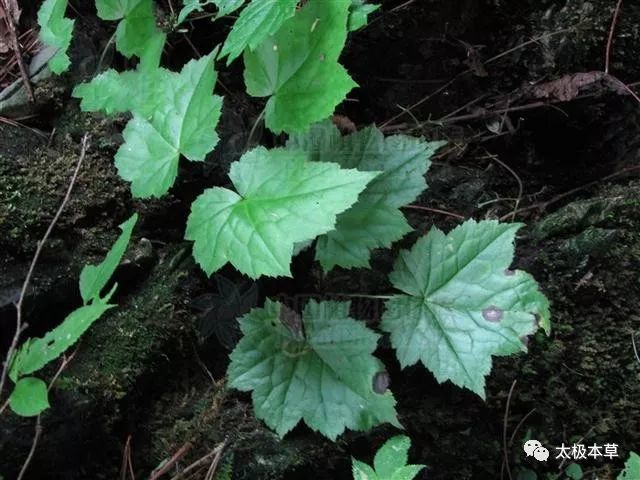 小升麻,见过吗?清热解毒,疏风透疹,活血止痛,降血压