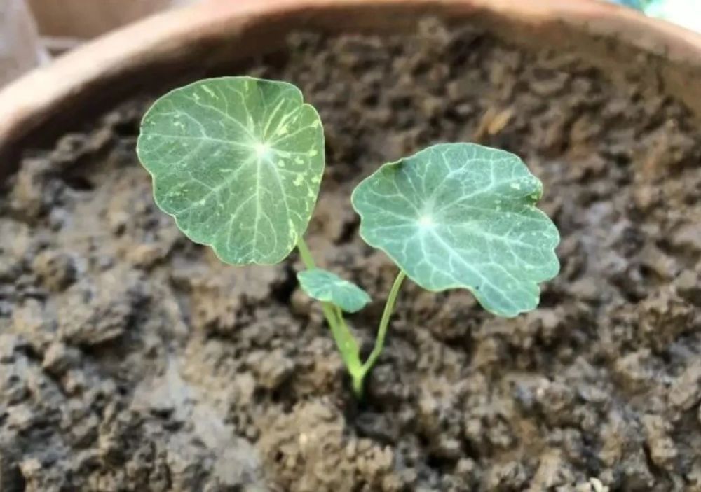 土壤贫瘠才能花开灿烂的旱金莲,肥力过多就只长叶子不