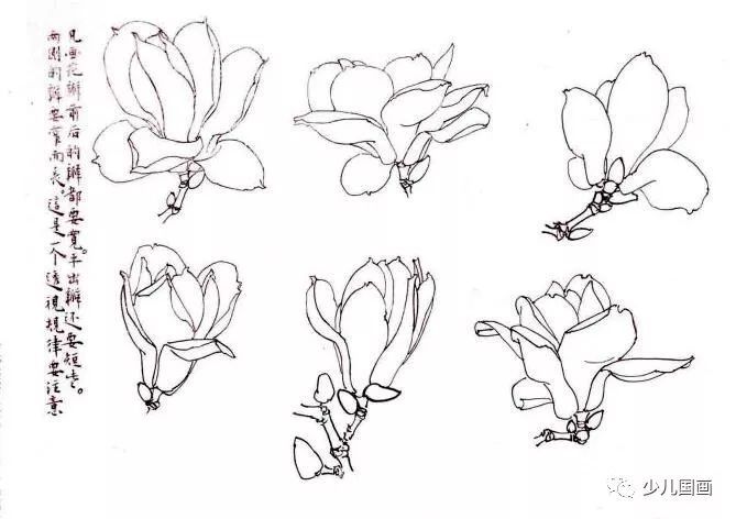 贾宝珉写意花鸟画谱 木本篇:玉兰花画法