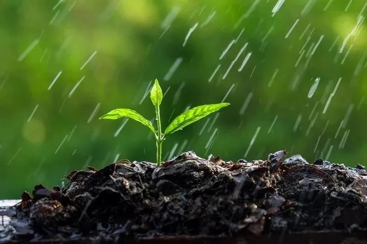 雨水 迎一场春雨 等一片春暖花开