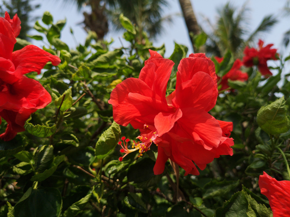 四季花开,朱槿花美丽喜庆