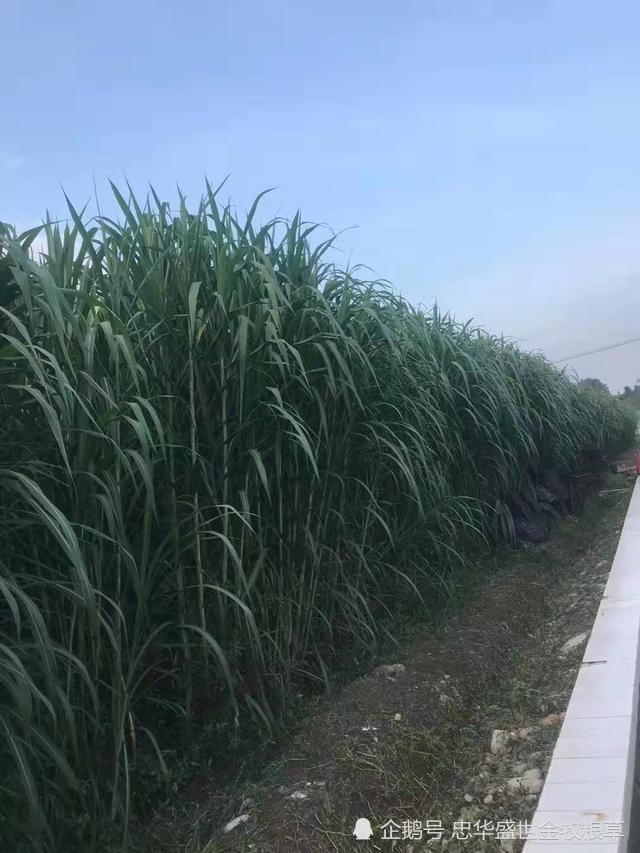 忠华盛世金牧粮草 i 草中巨星,牧草典范!