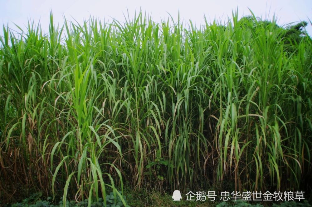忠华盛世金牧粮草 i 草中巨星,牧草典范!