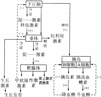 内环境稳态的调节机制——激素调节应用实例