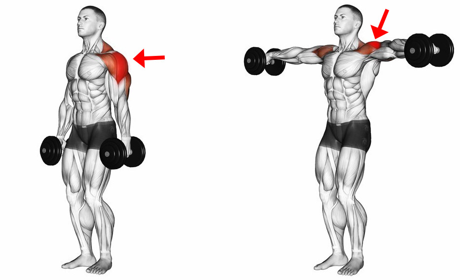 如何正确做哑铃侧平举动作训练肩膀三角肌中束,打造饱满球形肩膀