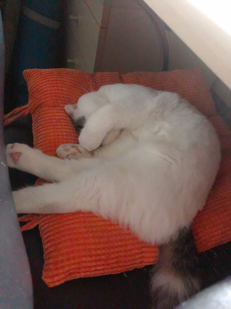 生活,宠物,搞笑,猫咪