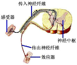 中枢神经系统包括大脑,小脑,脑干,下丘脑和脊髓等;而神经中枢只是反射