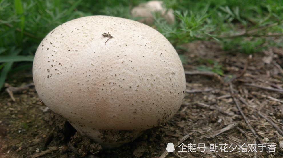 山里生长的野生菌菇,农家人视其为山珍,味道鲜美价值高