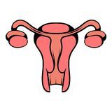 卵巢是女性的性腺,主要功能是排卵和分泌女性激素,维持月经的周期
