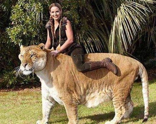 还记得日本成功杂交出的"狮豹兽"吗?体型巨大凶猛无比