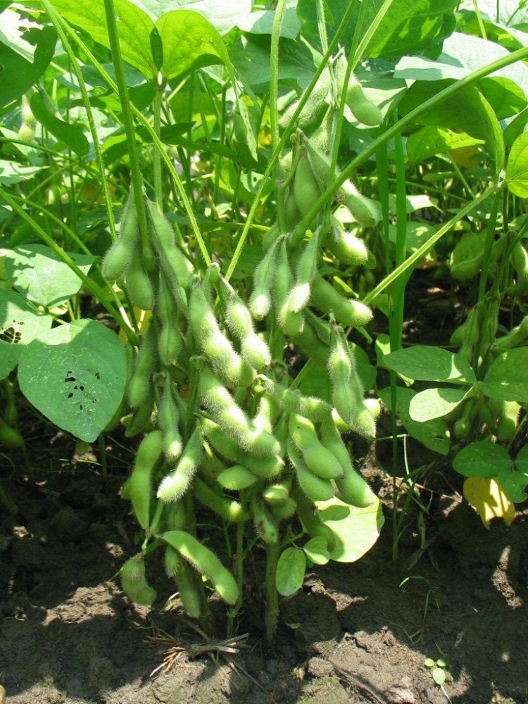 春耕之后大豆的种植与管理