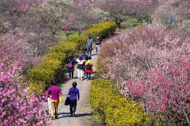 春暖花开,旅游,实拍,春天,郁金香