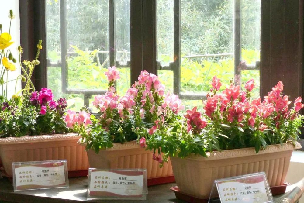 春日里的阳光洒在阳台花草上,我的盆栽金鱼草竟像活了