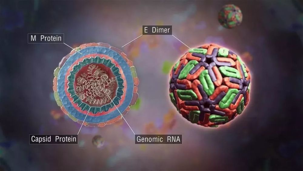 登革热病毒的外观和切面结构,是一种利用rna做遗传物质的病毒(网络