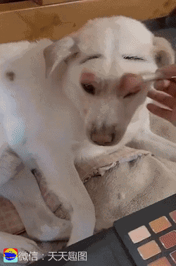 萌宠:除了人类,最希望疫情赶快过去的,可能就是宠物了