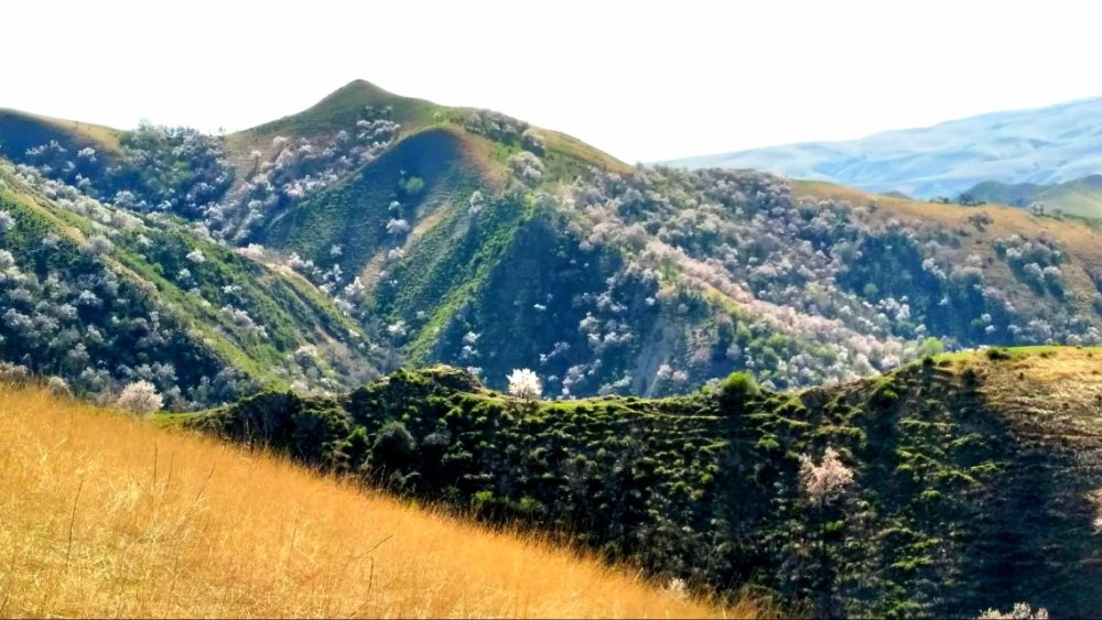 福寿山,伊犁,大西沟,霍城县