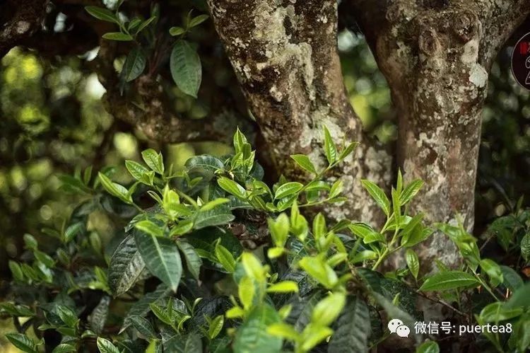 详解云南临沧勐库冰岛茶