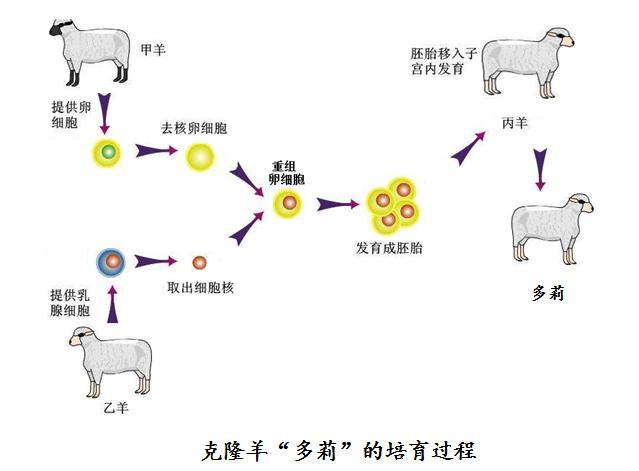 克隆技术很发达,人类为何不克隆濒危动物,或者复活史前恐龙?